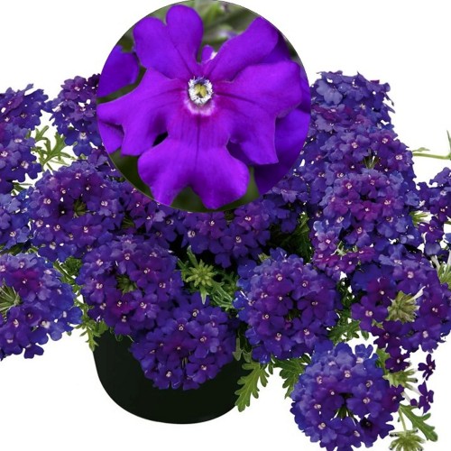 Verbena 'VEPITA Blue Violet' - Aed-raudürt 'VEPITA Blue Violet' P9/0,55L